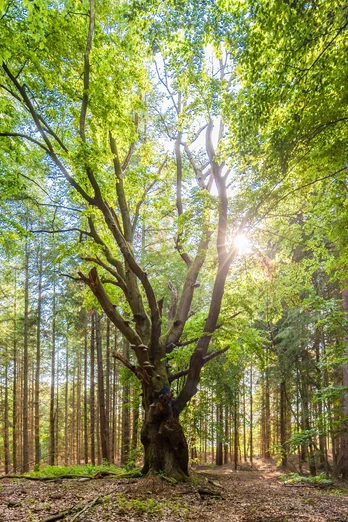 wald-rund-um-steinbeck