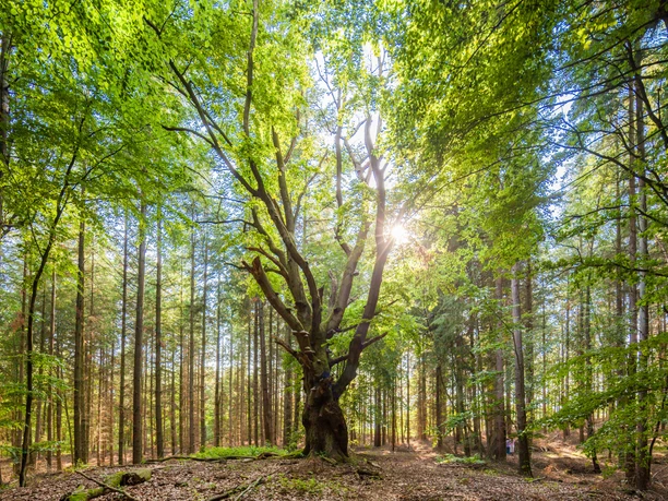 wald-rund-um-steinbeck