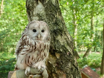 greifvogelgehege-bispingen