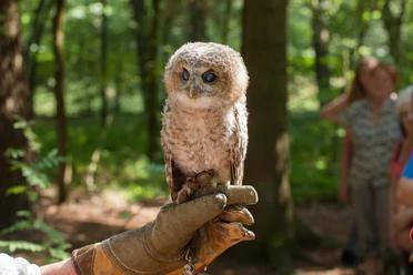 greifvogel-auf-der-hand