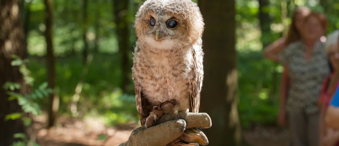 greifvogel-auf-der-hand