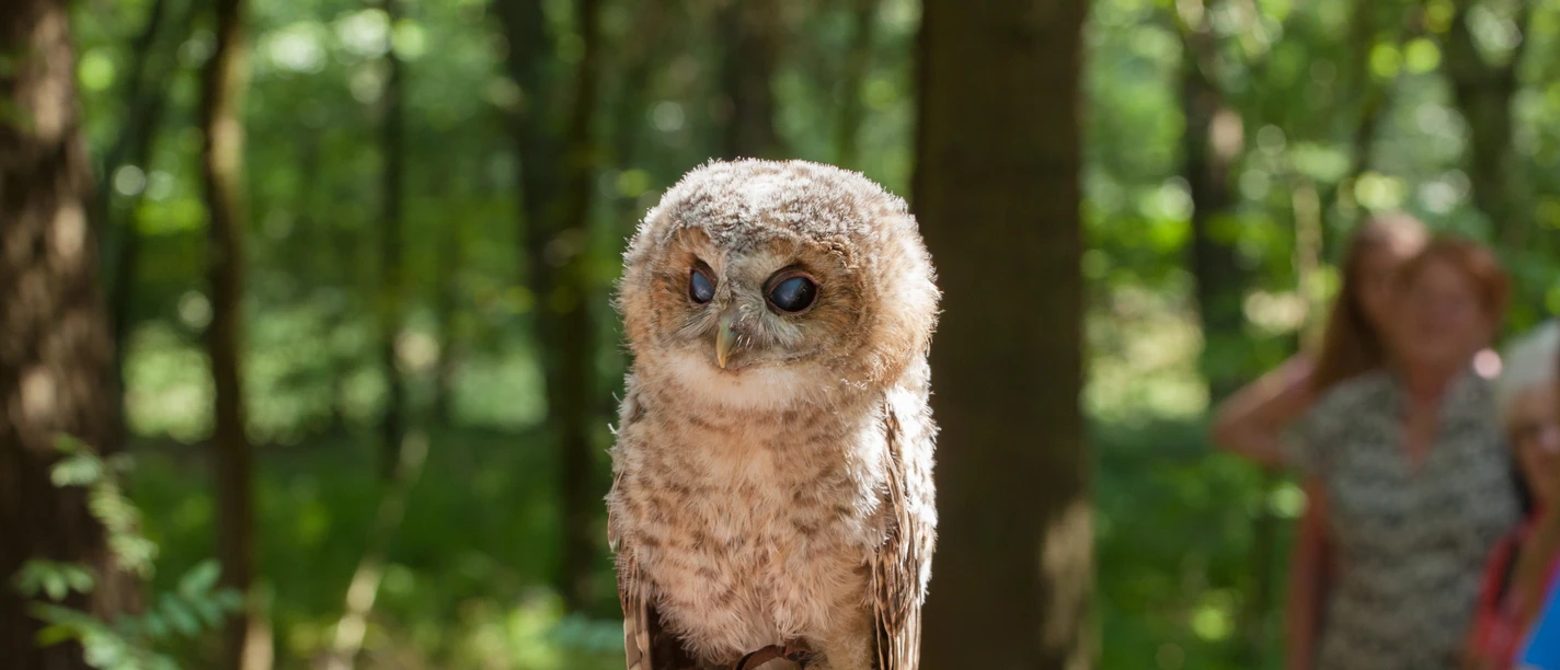 greifvogel-auf-der-hand greifvogel-auf-der-hand