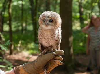 greifvogel-auf-der-hand