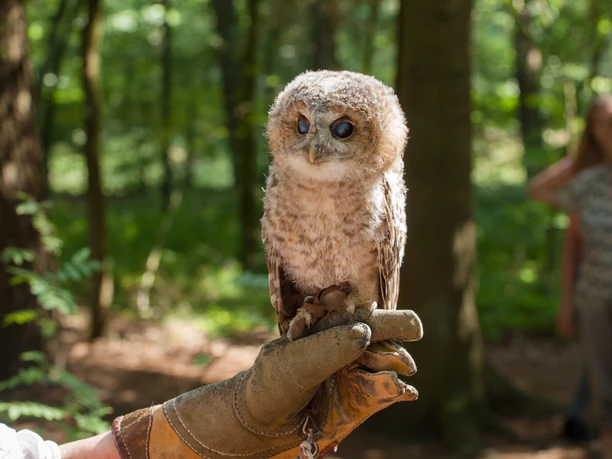 greifvogel-auf-der-hand greifvogel-auf-der-hand