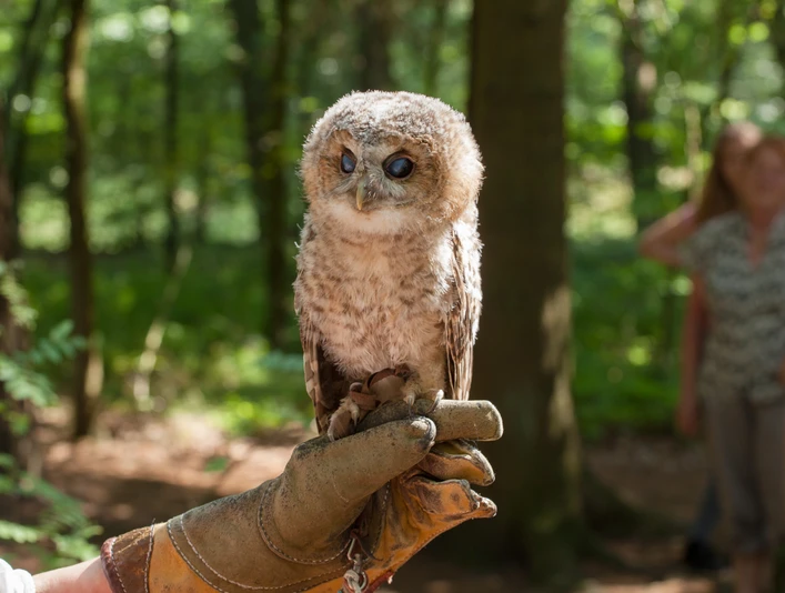greifvogel-auf-der-hand