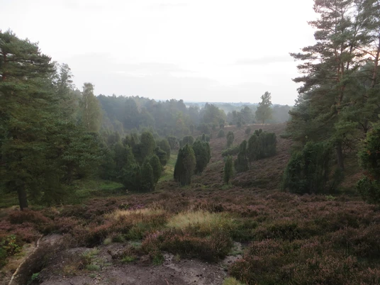 borstel-in-der-kuhle