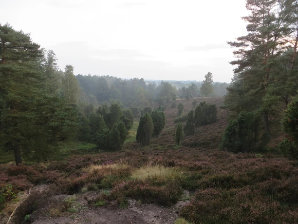 borstel-in-der-kuhle