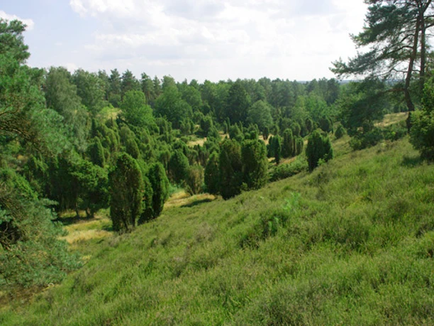 bispingen-borsteler-kuhlen