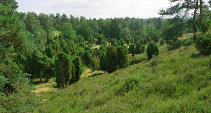 bispingen-borsteler-kuhlen