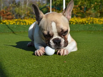 Vierbeiner sind bei uns herzlich willkommen Erlebnisgolf Platz, Golf Bahn, Hund kaut an Golfball