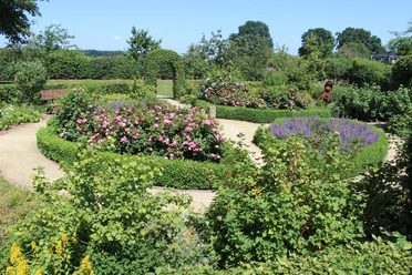 Bauerngarten Lorup Blühende Beete mit Rosen und Lavendel, umrahmt von Buchshecken und geschwungenen Gartenwegen.