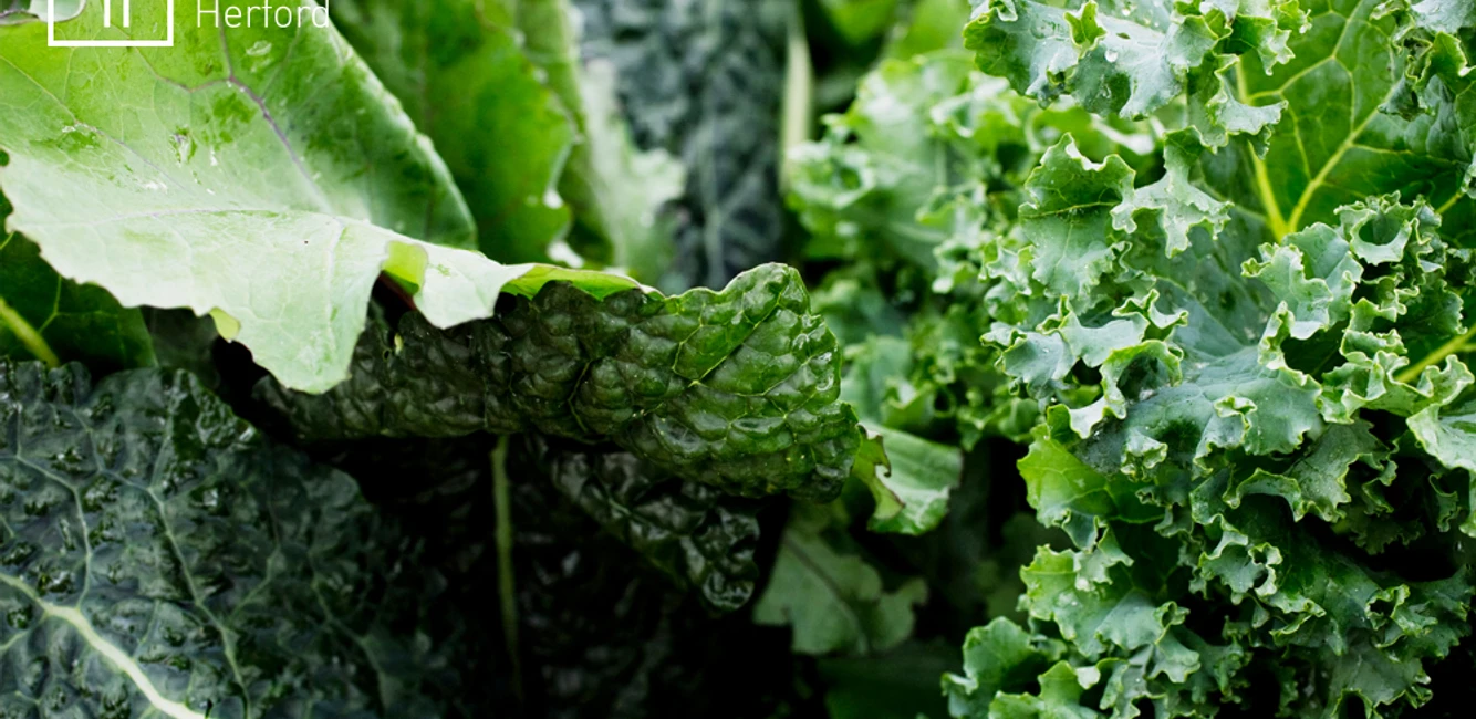 Cutting Fresh Pumpkins for Roasting in the Oven Cutting Fresh Pumpkins for Roasting in the Oven