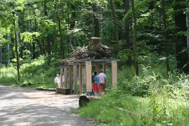 baumwurzelpfad-bad-harzburg