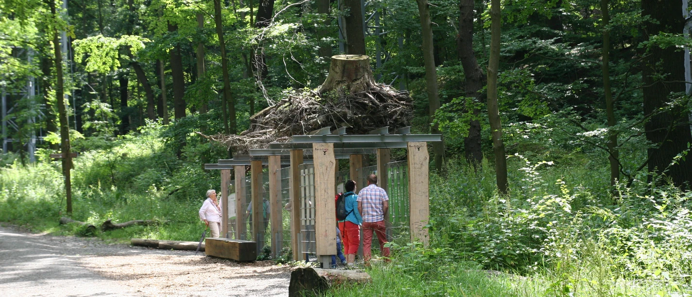 baumwurzelpfad-bad-harzburg