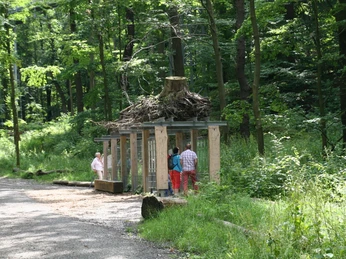 baumwurzelpfad-bad-harzburg