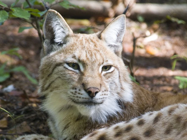 luchsgehege-bad-harzburg