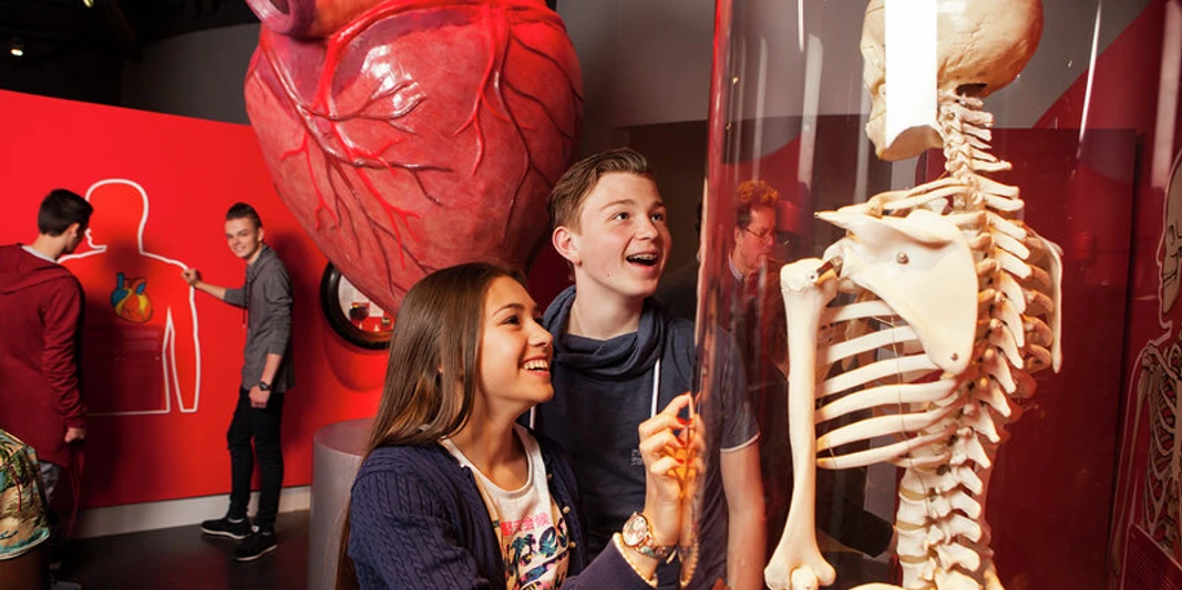 Zwei Jugendliche stehen vor einer Vitrine mit einem Skelett und staunen.