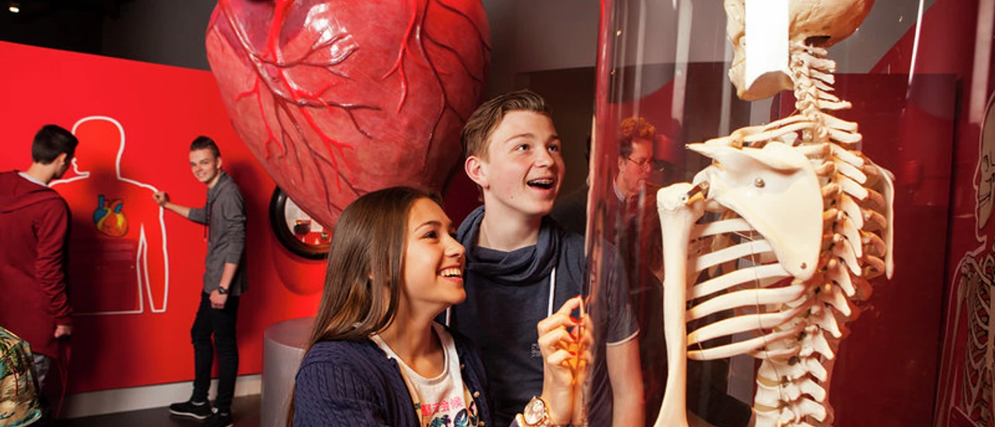 Continium - Discovery Center Zwei Jugendliche stehen vor einer Vitrine mit einem Skelett und staunen.