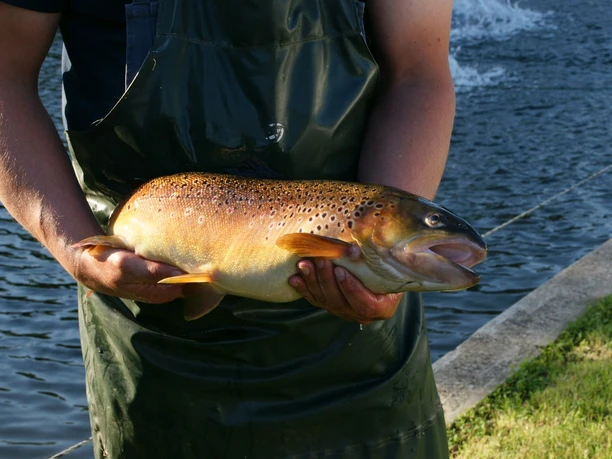 Forellenzucht Kasselmann