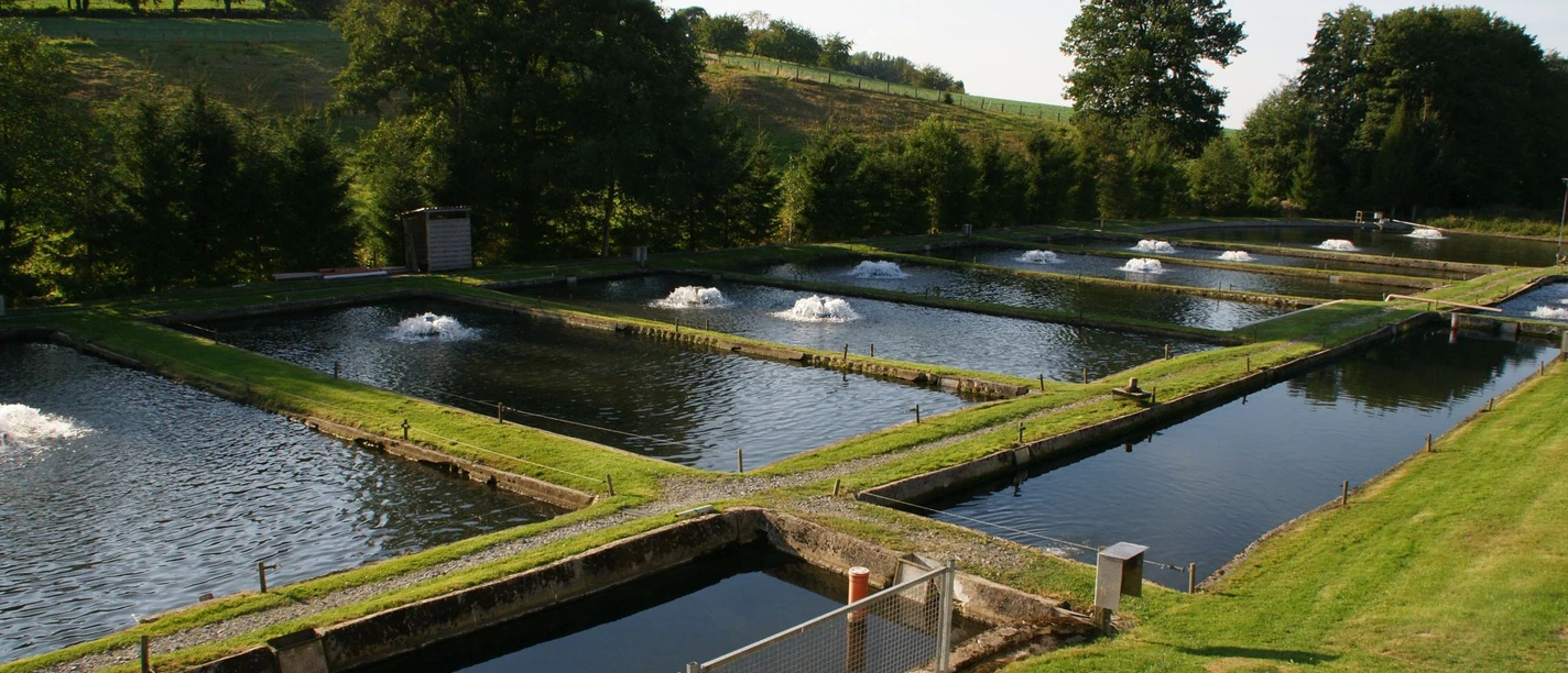 forellenzucht-kasselmann-teichanlagen-hagen-teutoburger-wald-fototgraf-andreas-van-der-veen