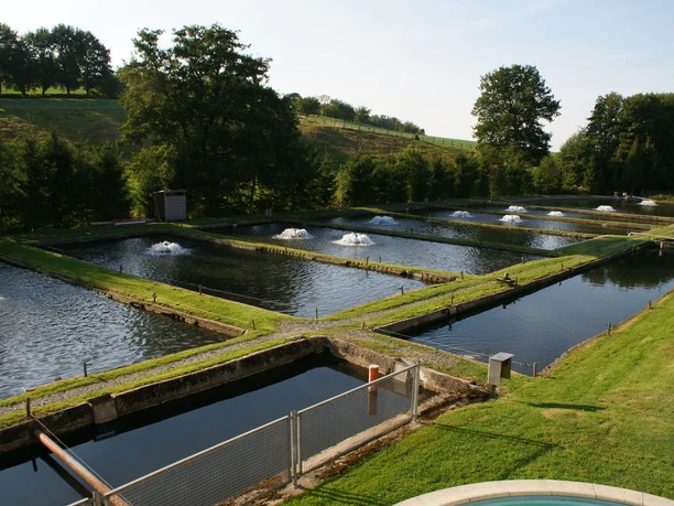 forellenzucht-kasselmann-teichanlagen-hagen-teutoburger-wald-fototgraf-andreas-van-der-veen