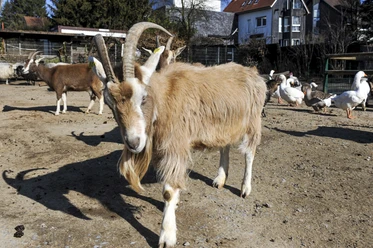 Arche-Park im Witthausbusch