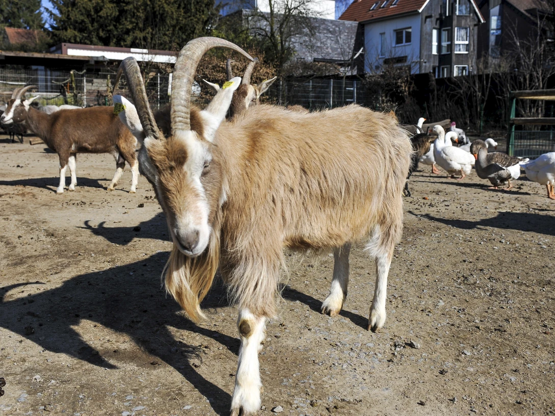 Arche-Park im Witthausbusch