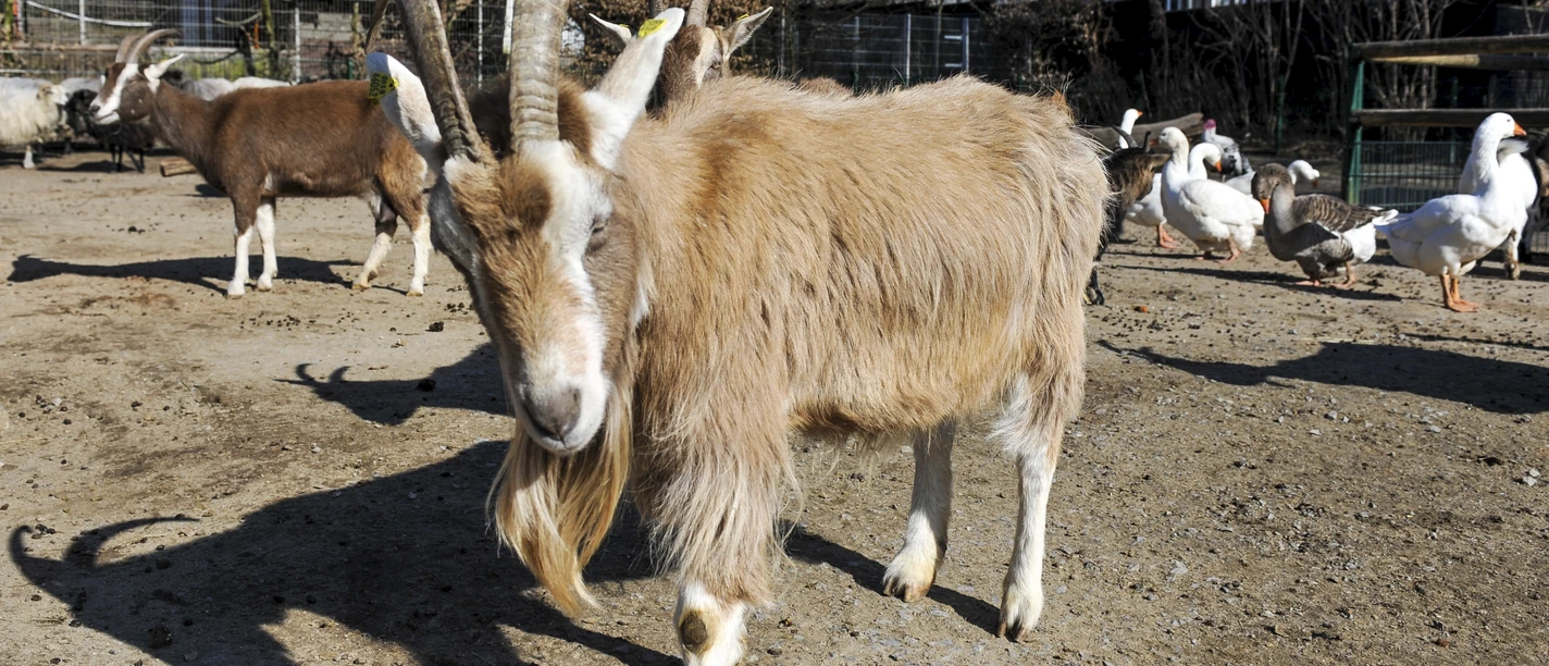 Arche-Park im Witthausbusch
