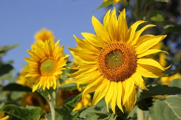 sunflower-3526871_1920