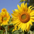 sunflower-3526871_1920