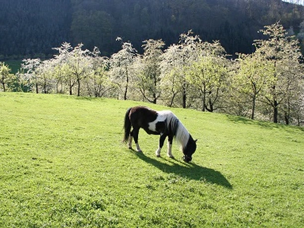 Pferde