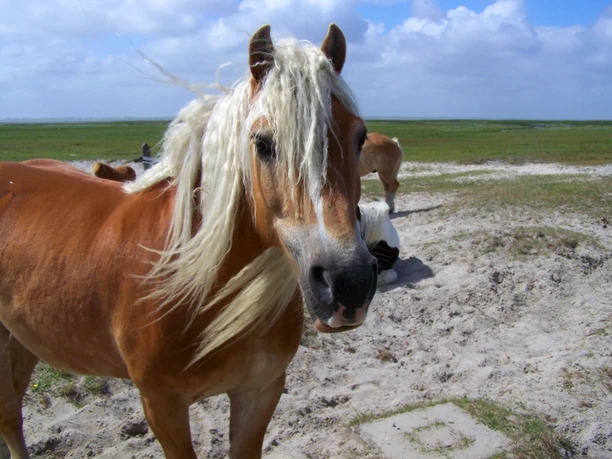 pferde-kutschpferde-auf-baltrum-1