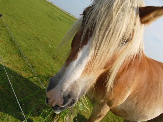 2470_kutschpferde_auf_baltrum-1024