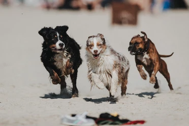 Beachclub Nethen - Hundestrand