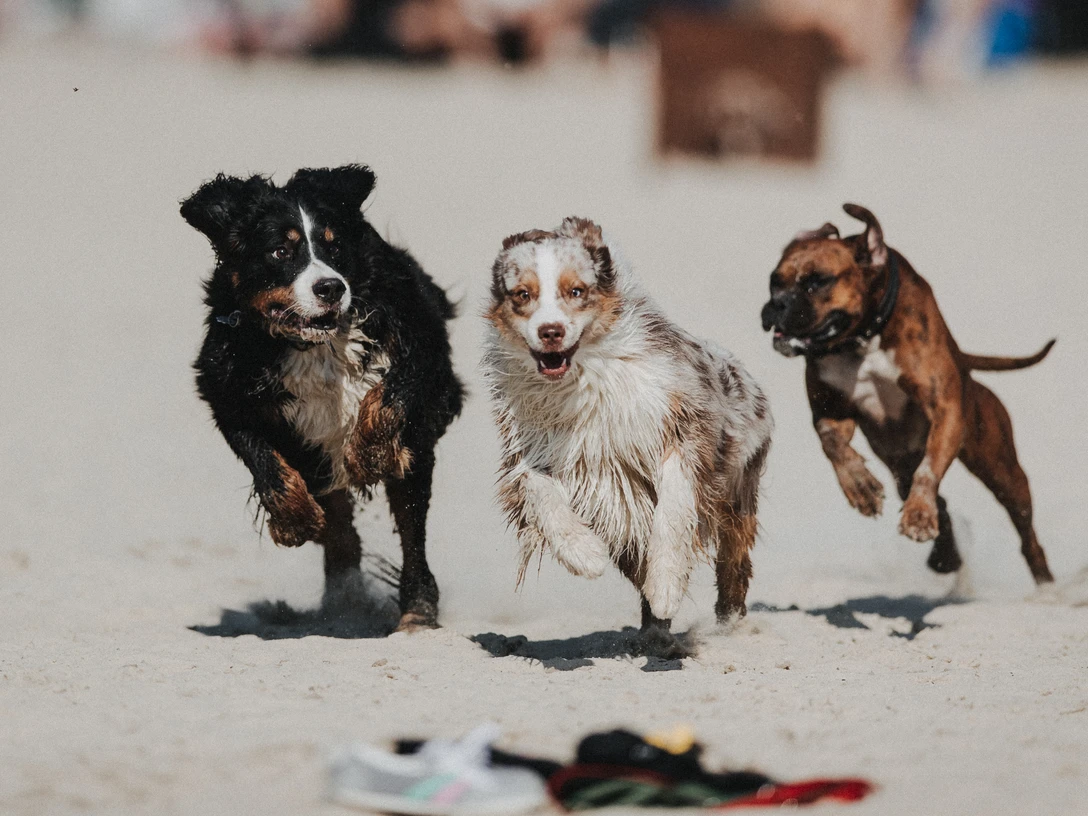 Beachclub Nethen - Hundestrand