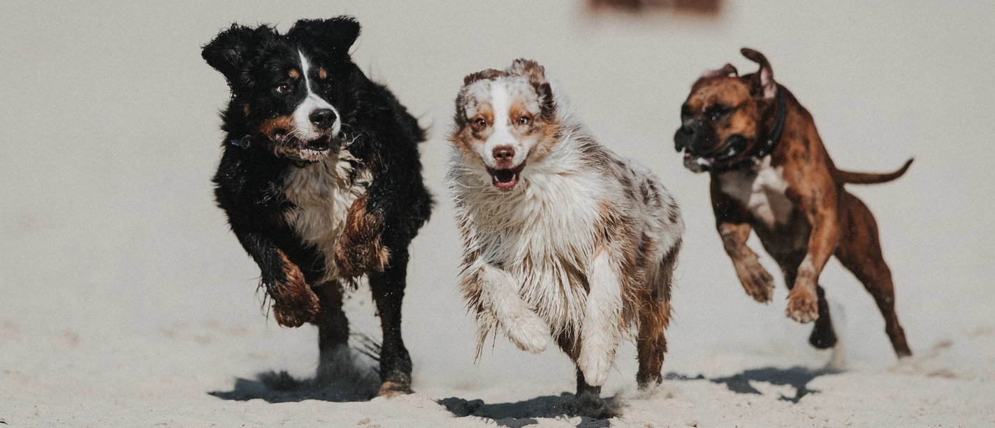 Beachclub Nethen - Hundestrand