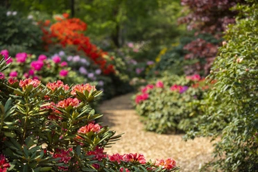 westerstede_rhododendronpark_rhodos
