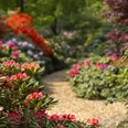 westerstede_rhododendronpark_rhodos