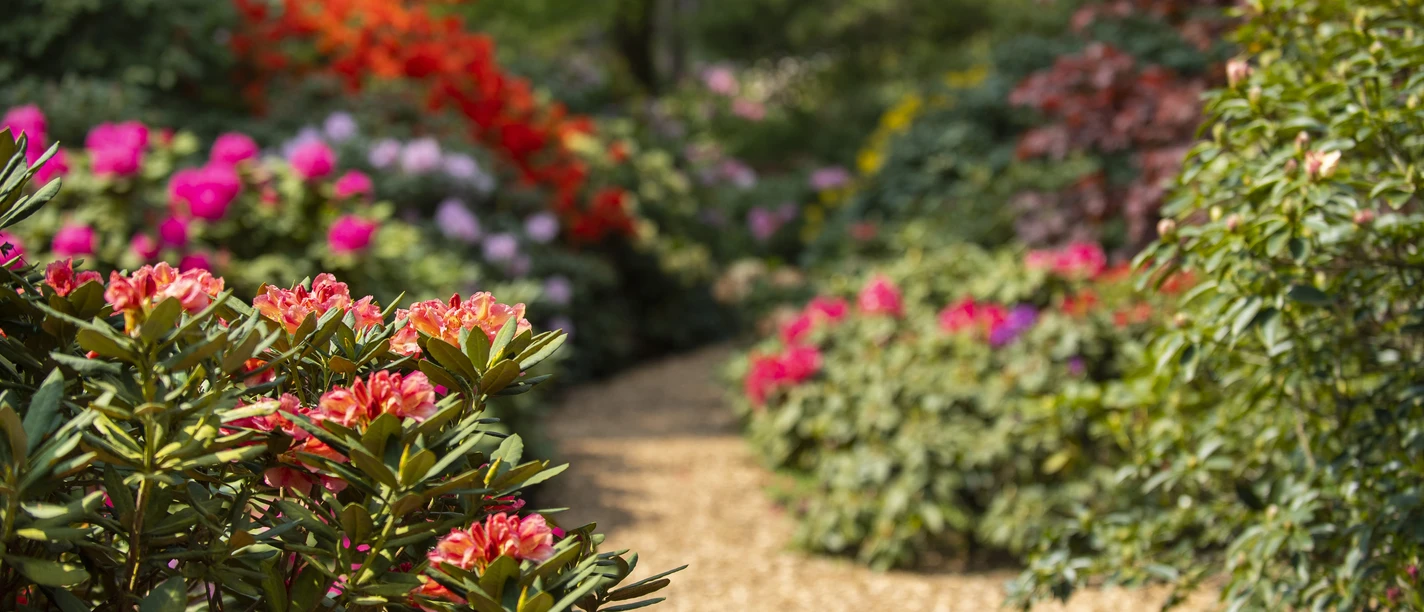 westerstede_rhododendronpark_rhodos