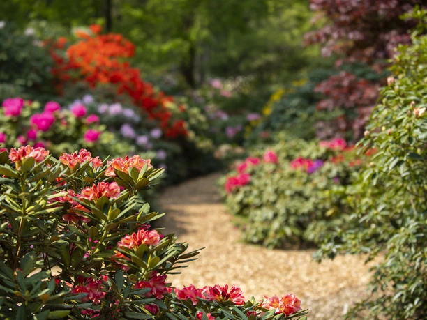 westerstede_rhododendronpark_rhodos