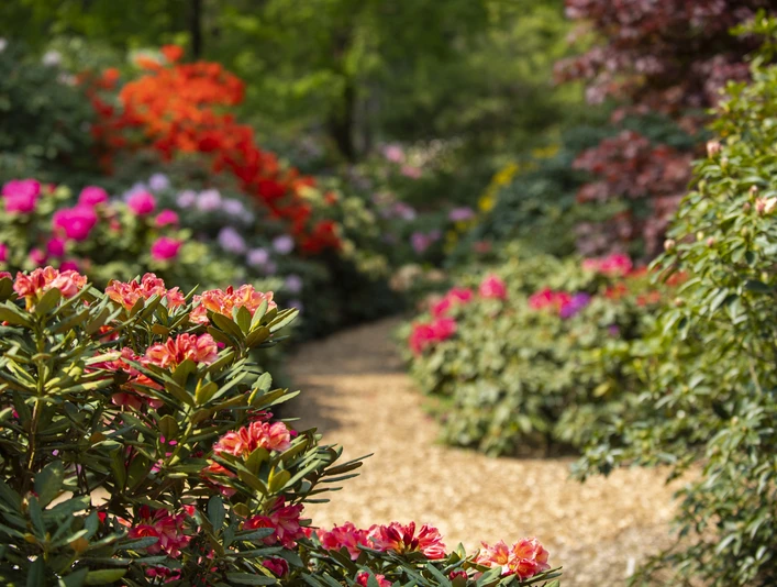 westerstede_rhododendronpark_rhodos