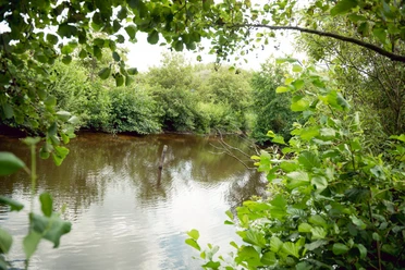 goldfischteich-vegetation-juist Goldfischteiche Juist