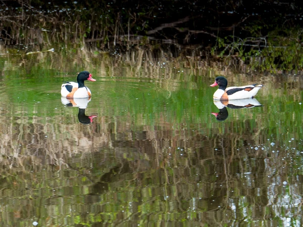 goldfischteich-enten-juist Goldfischteiche Juist