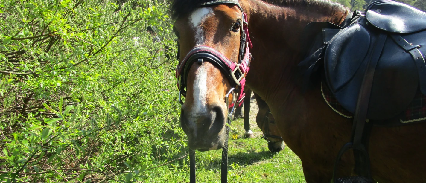 Reiterhof Kleine Mücke in Aurich Tannenhausen Reiterhof Kleine Mücke in Aurich Tannenhausen