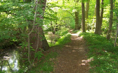 Waldpfad_Howiek_Westerstede_Artikelbild_640x400.jpg
