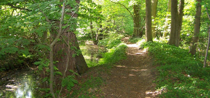 Waldpfad_Howiek_Westerstede_Artikelbild_640x400.jpg
