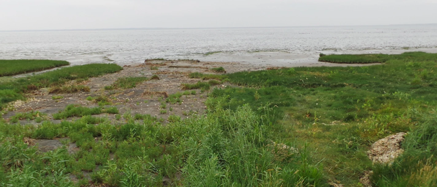 Nordsee_Wangerland_Minsen_Salzwiesen_800x533.jpg