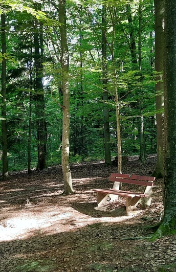 Wald mit Bank