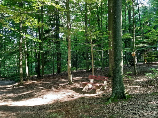 Wald mit Bank