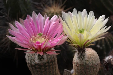Kakteen Dosedal, Rhauderfehn, Ostfriesland Zwei blühende Kakteen mit großen Blüten, eine rosa und eine weiß, vor dunklem Hintergrund